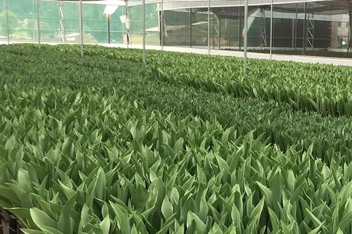 premium tulips plantación de tulipanes en el Perú